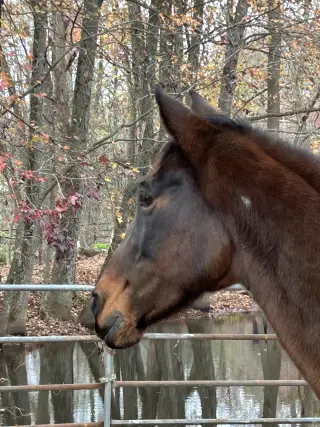 Buttercup