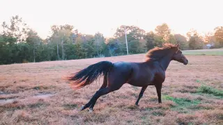 Buttercup