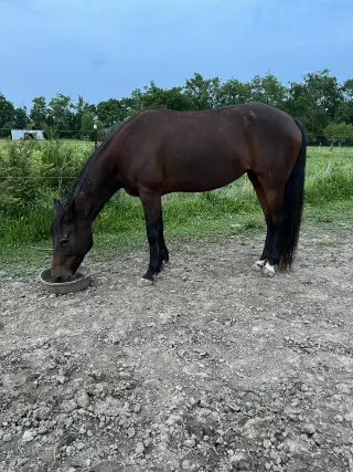 Buttercup