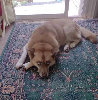 Doli