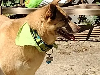 Doli