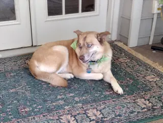 Doli