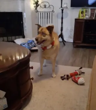 Doli