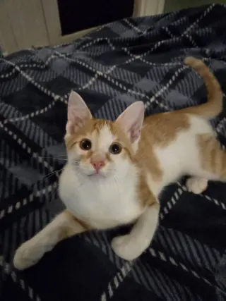 Ozzy (Kitty)