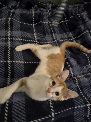 Ozzy (Kitty)