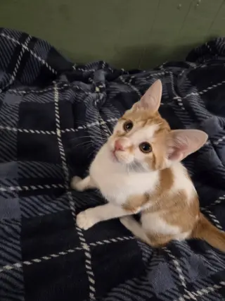 Ozzy (Kitty)