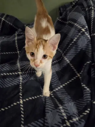 Ozzy (Kitty)