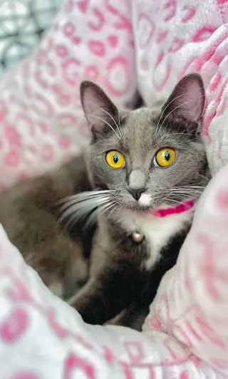 Violet
