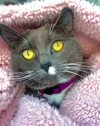 Violet