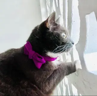 Violet