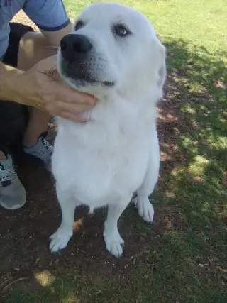 Rocco