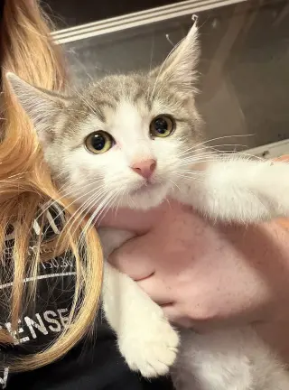 KITTEN SUPER STORMY
