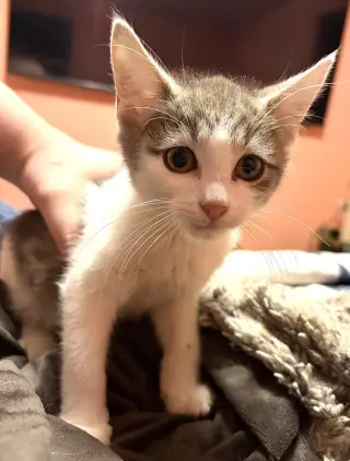 KITTEN SUPER STORMY