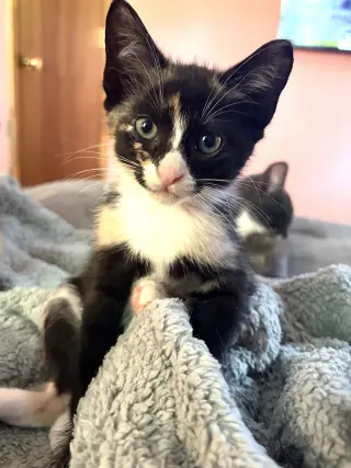 KITTEN IVY