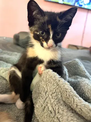 KITTEN IVY