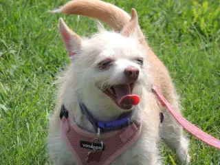 MARVELOUS MISSY