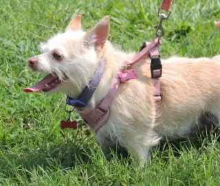 MARVELOUS MISSY