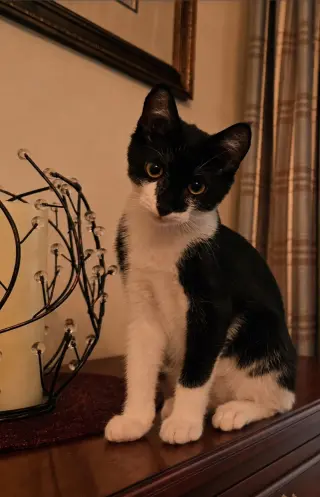 Figaro