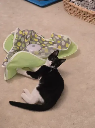 Figaro