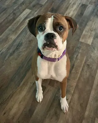 Molly