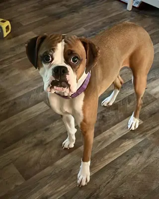 Molly