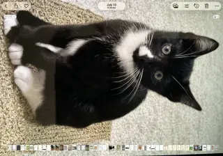 Chaos