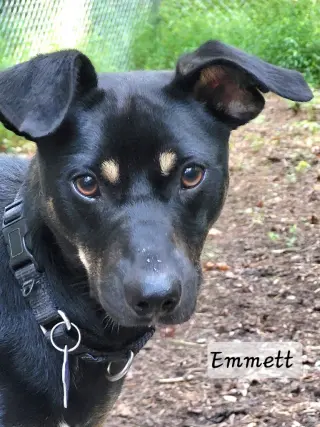 Emmett