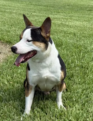 Mako