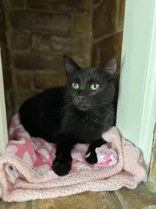 Giancarlo