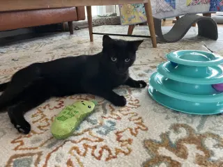 Giancarlo