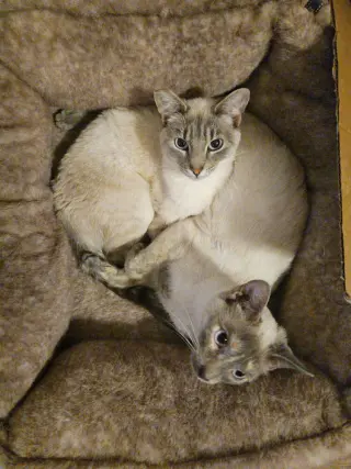 Kimmie & Kara (bonded pair)