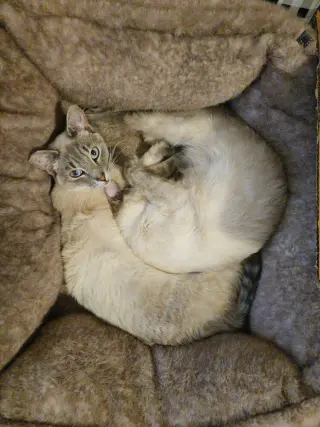 Kimmie & Kara (bonded pair)
