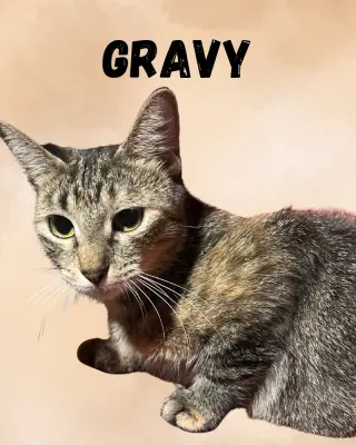 Gravy