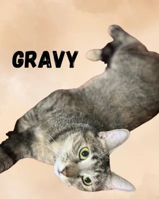 Gravy