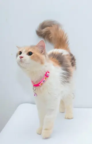 Anne