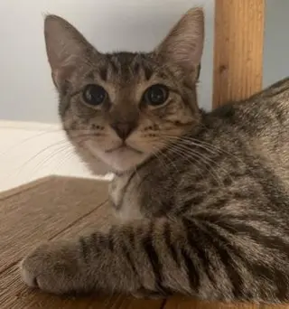 Kitten 27983(Lou)