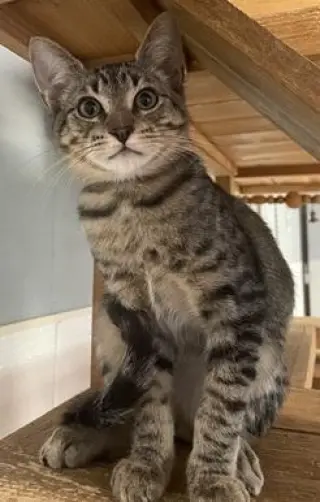 Kitten 27983(Lou)