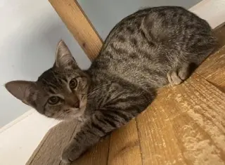 Kitten 27983(Lou)