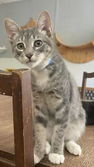 Kitten 27982(Stu)