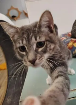 Kitten 27982(Stu)