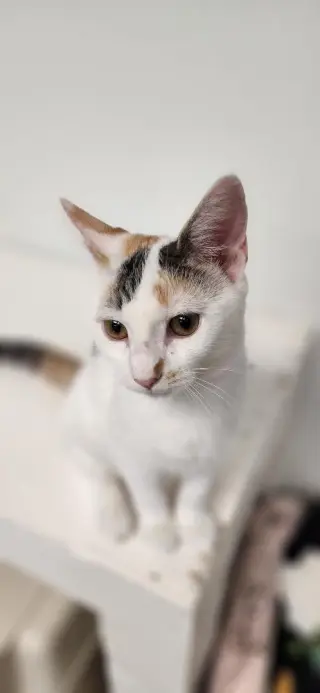 Kitten 27959(Mars)
