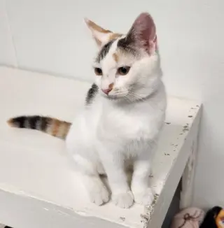 Kitten 27959(Mars)
