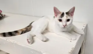 Kitten 27959(Mars)