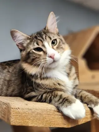 Cat 27867(Angelica)
