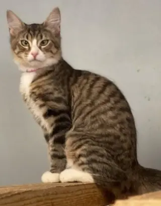Cat 27867(Angelica)