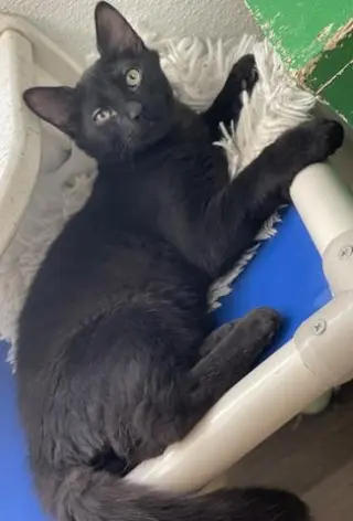 Kitten 27864(Reptar)