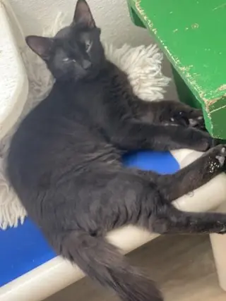Kitten 27864(Reptar)