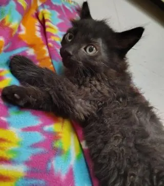 Kitten 27864(Reptar)