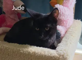 Jude