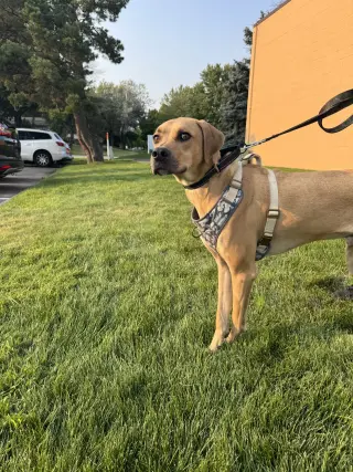 Junior